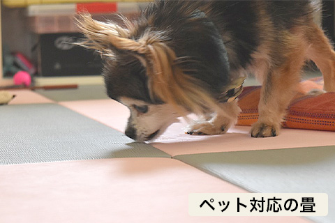 ペット快適リフォーム